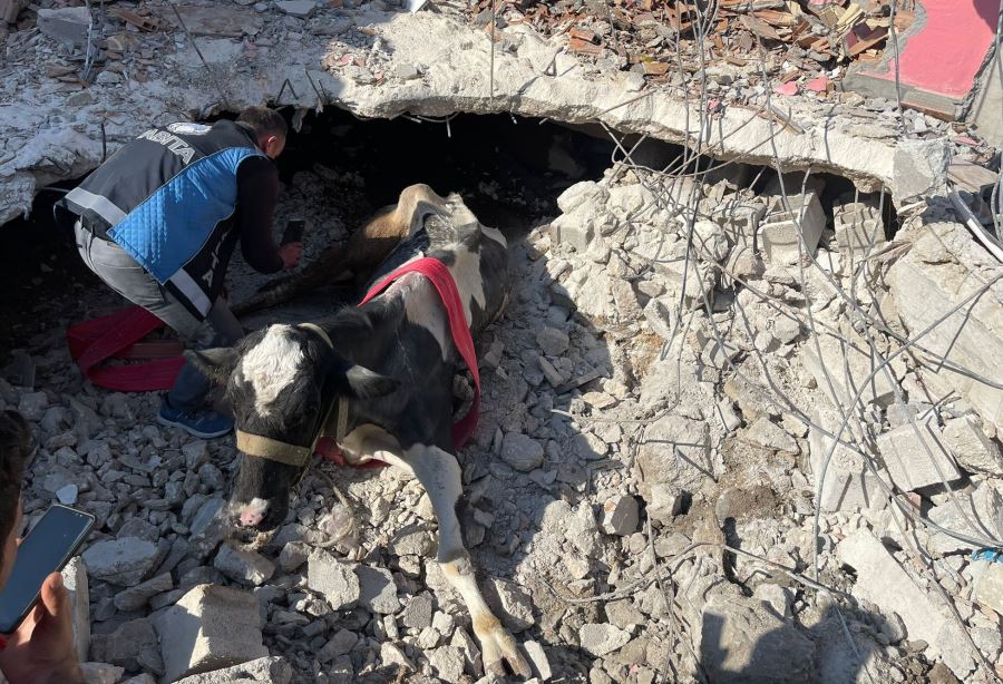 17 GÜNDÜR ENKAZ ALTINDA KALAN İNEĞİ GÖLCÜK BELEDİYESİ EKİPLERİ KURTARDI