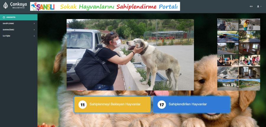 7 BİN 63 SOKAK HAYVANINA TEDAVİYE YÖNELİK İŞLEM YAPILDI