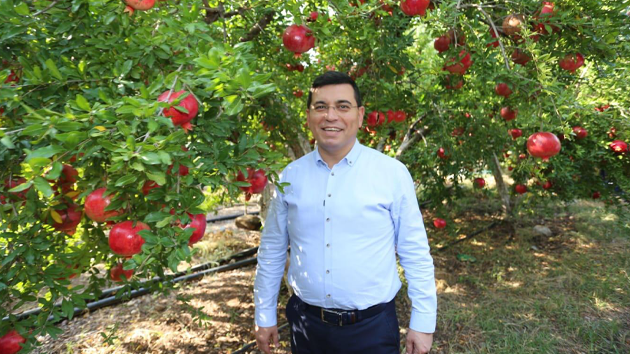 Başkan Tütüncü, nar hasadında