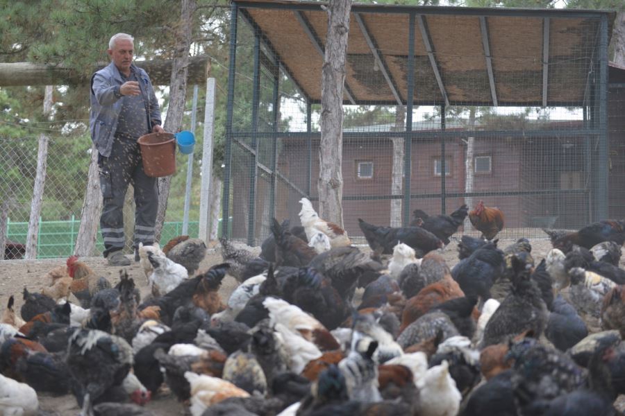 Belediye organik yemlerle besledi ihtiyaç sahiplerine ulaştırdı