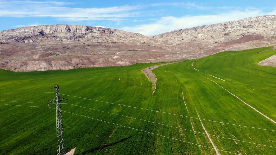 Belediyenin Buğday Tarlası Drone Yardımı ile Gübrelendi