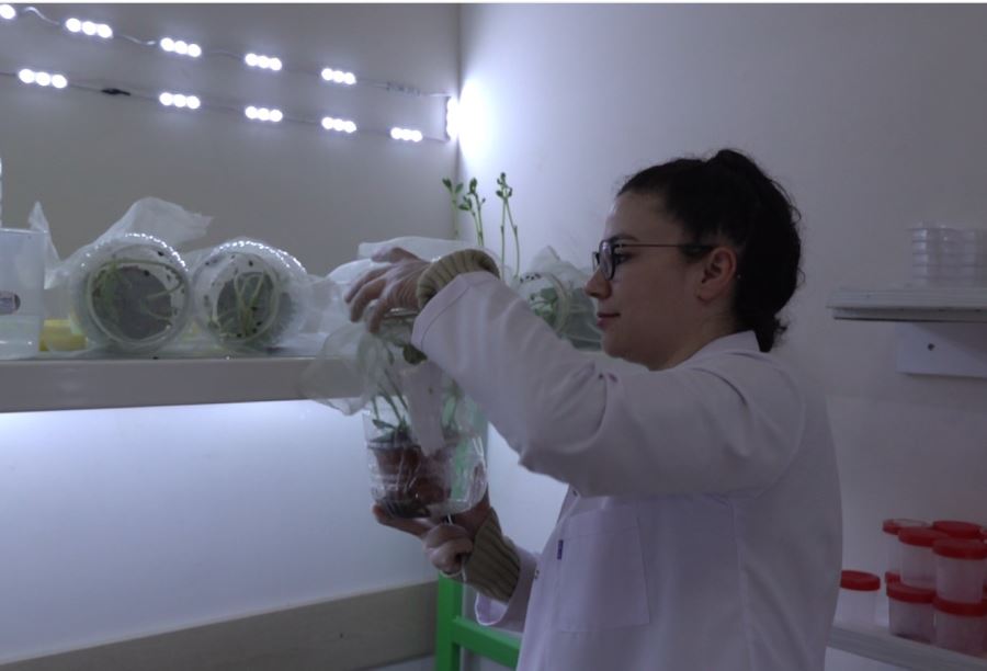 Böcek üretim laboratuarı kuruldu