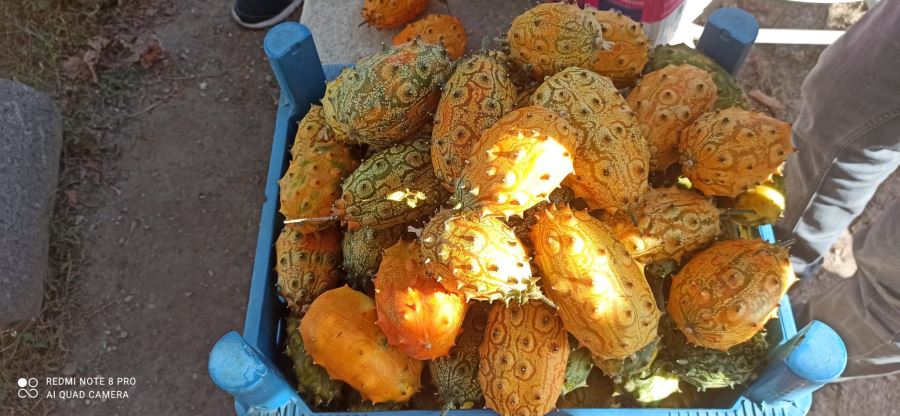 BOYNUZLU KAVUN “KİWANO”