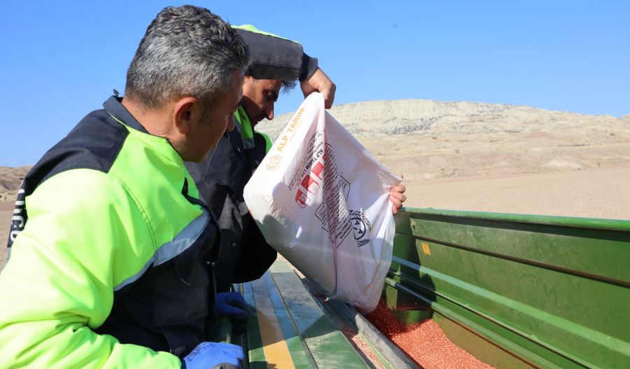 Çankırı Belediyesinin Buğday Tohumu Ekimi Başladı