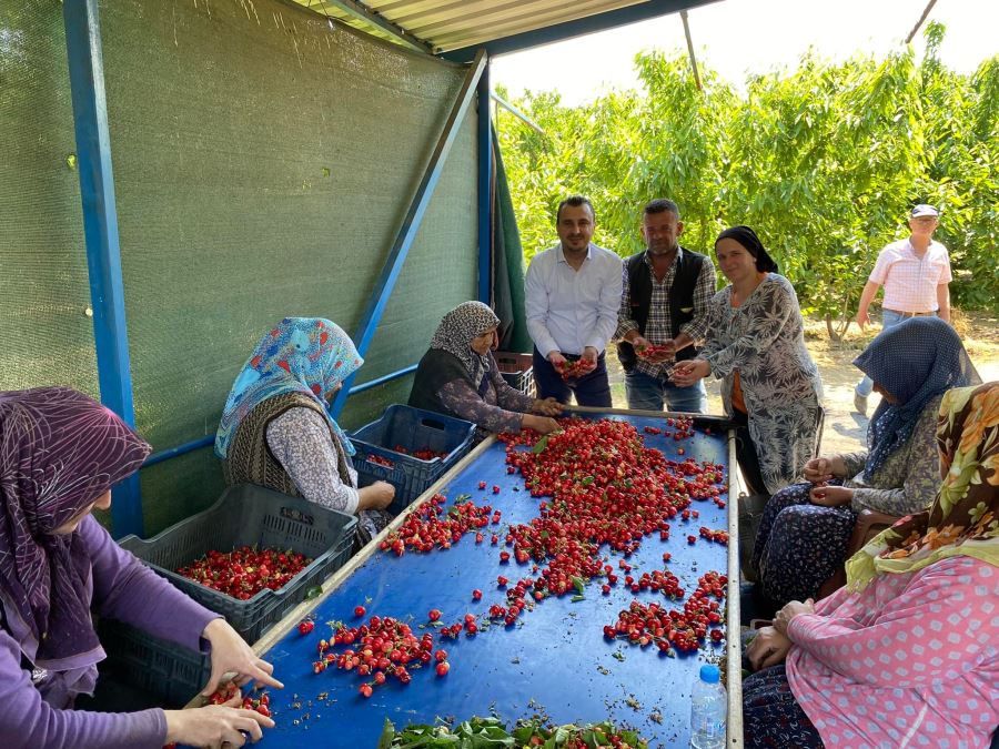 CHP’Lİ BAŞEVİRGEN, “Kiraz dalında para etmiyor, tezgahta yanına yaklaşılmıyor”