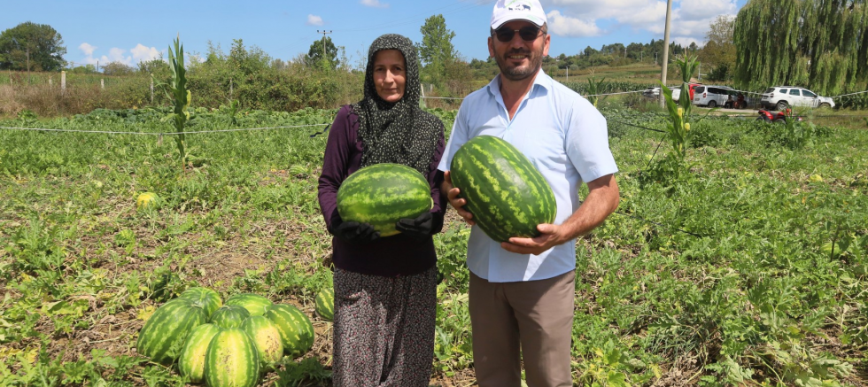 Coğrafi işaretli Kandıra karpuzunda hasat zamanı - TÜRKİYE - İnternetin Ajansı