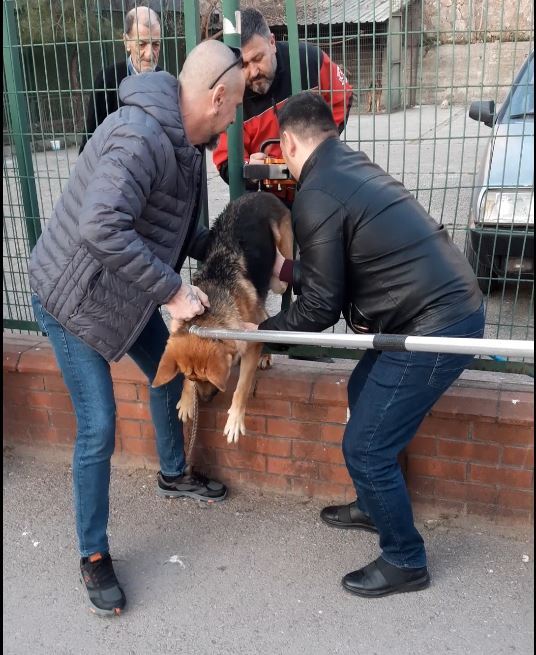 Demir çitlere sıkışan köpeği itfaiye kurtardı
