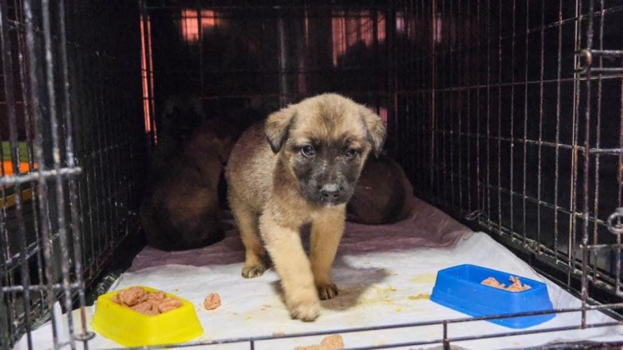 DEPREM BÖLGESİ’NDEKİ CAN DOSTLARIMIZ BİZE EMANET