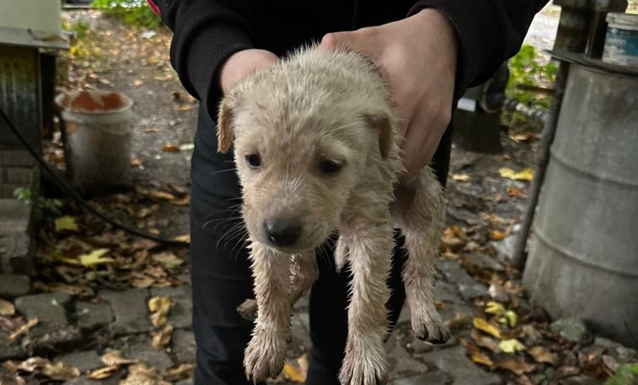 Dereye düşen yavru köpeği Büyükşehir İtfaiyesi kurtardı