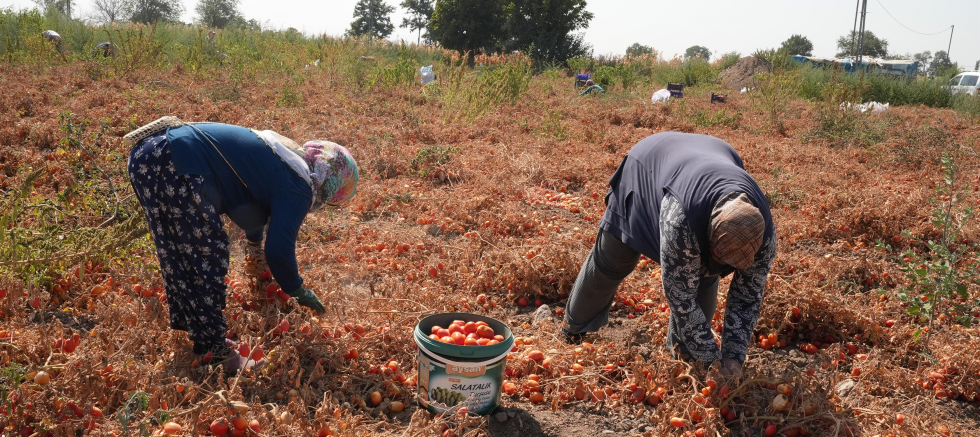 Domatesi tarlada kalan çiftçi Büyükşehir aracılığıyla ihtiyaç sahiplerine bağışladı - TÜRKİYE - İnternetin Ajansı