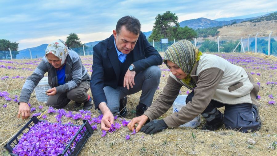 Dünyanın en pahalı baharatı Mersin Yenişehir’de yetiştiriliyor