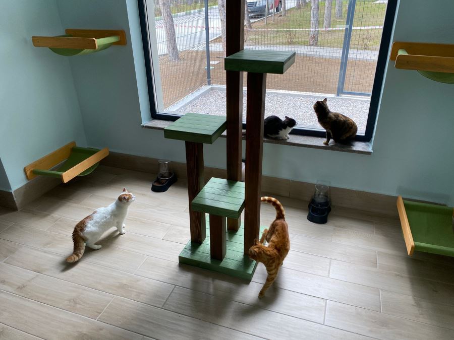 “Enkaz” kedi yeni yuvasında