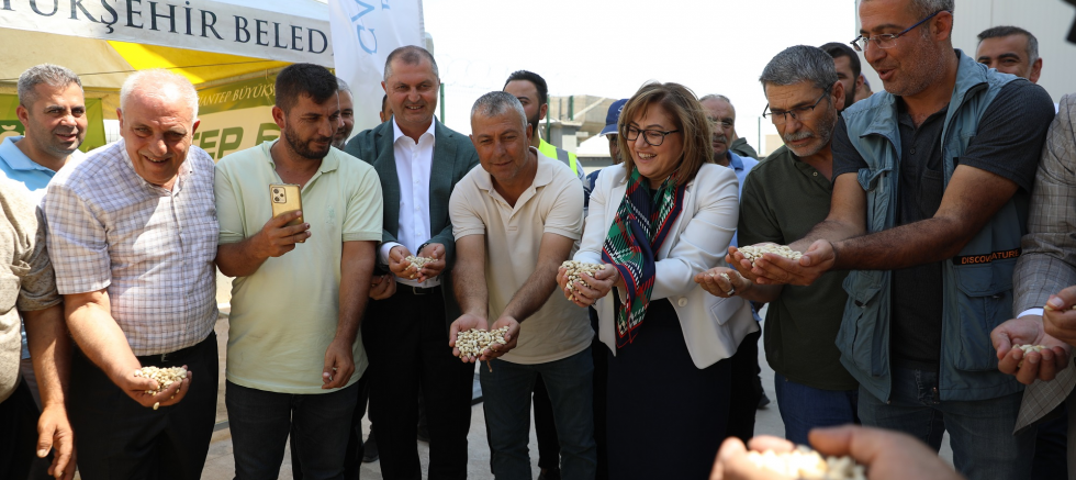 GAZİANTEP BÜYÜKŞEHİR BOZ KAVLAK FISTIĞIN ALIMINA BAŞLADI - TÜRKİYE - İnternetin Ajansı