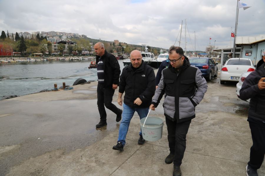 Gebzeli balıkçıların ağına takılan kalkan balığı tekrar denize salındı