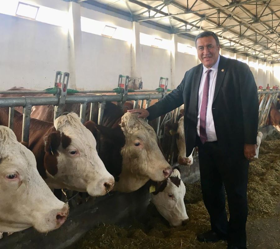 Gürer: “Yerli sığır ırkları yok olma tehlikesiyle karşı karşıya”
