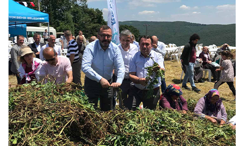 İzmit Dağköy’de araka hasat şenliği düzenlendi