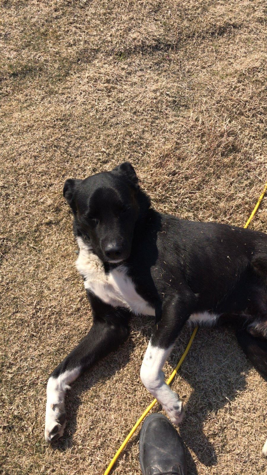 Kepez Belediyesi enkazdan kurtardığı köpeği sahiplendi