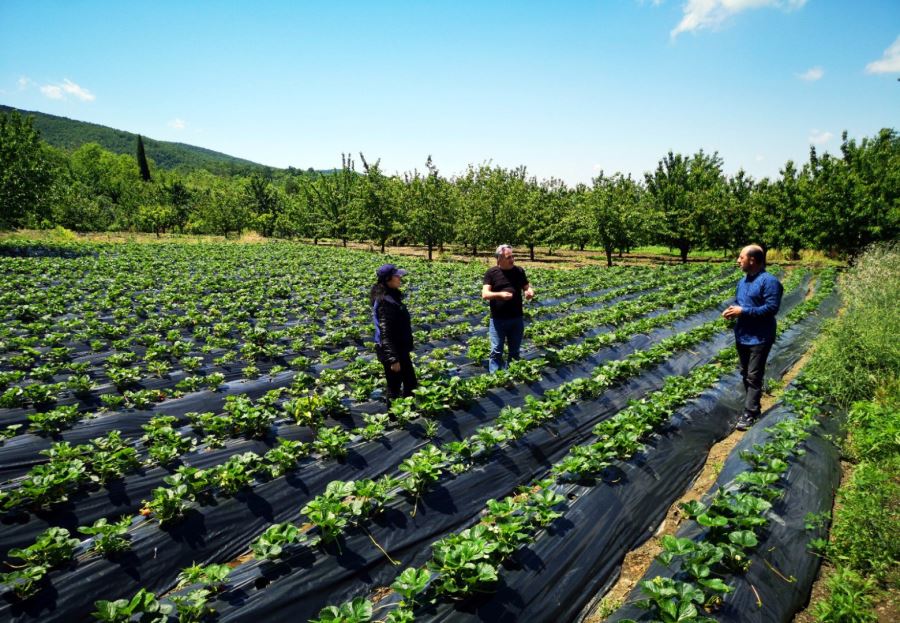 Kocaeli’de üreticilere 118 bin çilek fidesi dağıtıldı