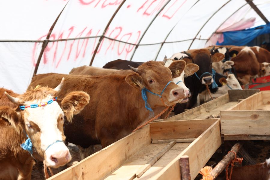 KURBAN SATIŞ VE KESİM ALANI HİZMET VERMEYE BAŞLADI
