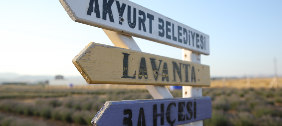 LAVANTA BAHÇESİ MİSAFİRLERİNİ BEKLİYOR - TÜRKİYE - İnternetin Ajansı