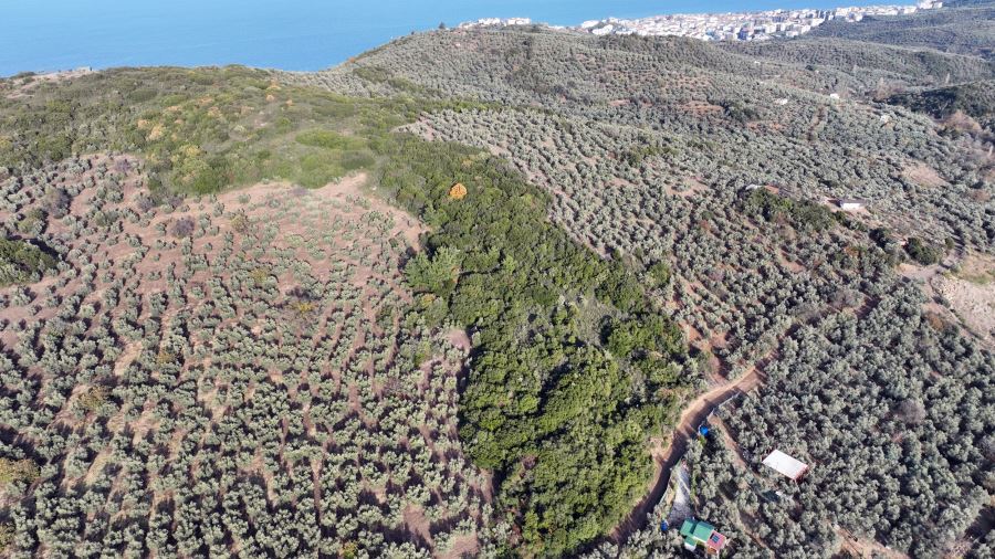 MUDANYA BELEDİYESİ SOKAK HAYVANLARI REHABİLİTASYON MERKEZİ VE BARINAK PROJESİ’NE ÖN İZNİ ALDI