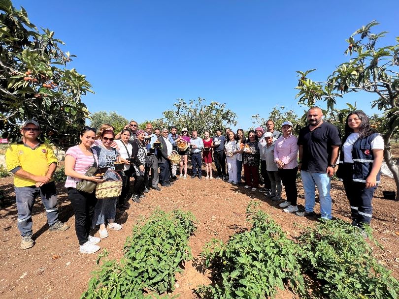 TARSUS BELEDİYESİ TARAFINDAN 2 TON YENİDÜNYA MEYVESİ HASADI GERÇEKLEŞTİRİLDİ