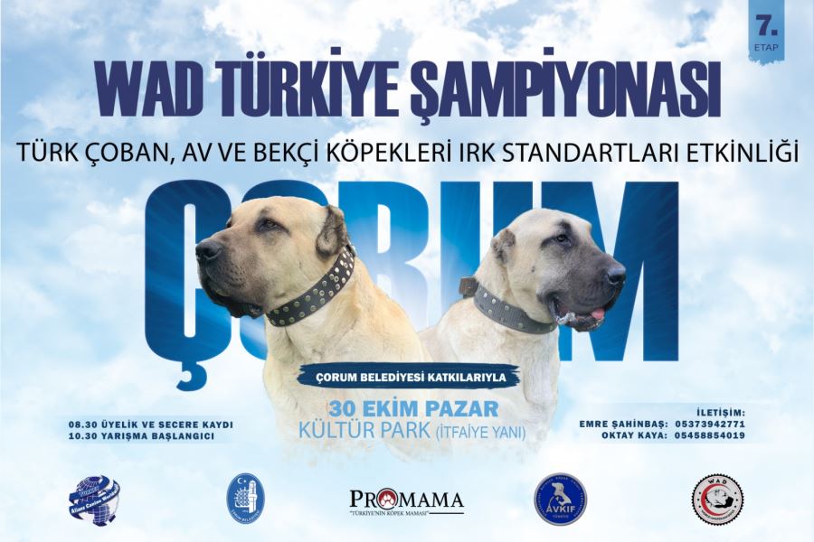 Türk Çoban Köpeği Irkları, Podyuma Çıkacak