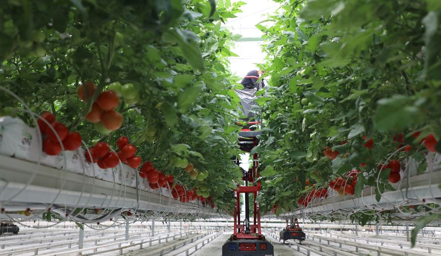 Türkiye’de model olan projede rekor üretim: 4 ayda 550 ton domates
