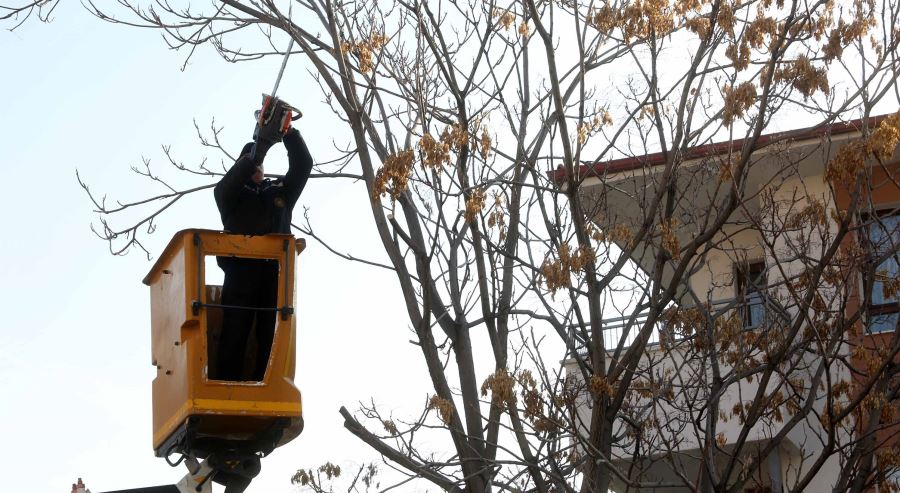 Yenimahalle’de ağaçlara kış bakımı